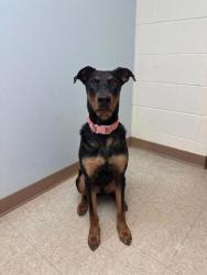 Shelter Stray Male Dog last seen Lucas Ct, CITY, SC, 150 Dexter Rd, Spartanburg, SC 29303, USA