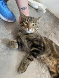 Shelter Stray Male Cat last seen Near block Star Ridge Rd, Town of Union, WI, 3900 Old Town Hall Rd, Eau Claire, WI 54701, USA