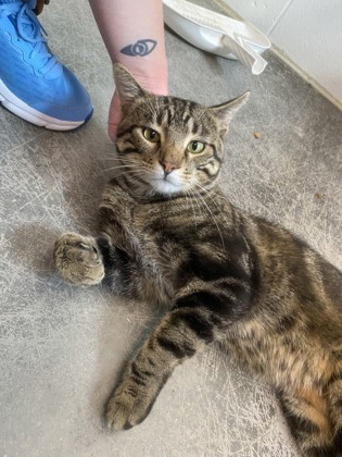 Shelter Stray Male Cat last seen Near block Star Ridge Rd, Town of Union, WI, 3900 Old Town Hall Rd, Eau Claire, WI 54701, USA