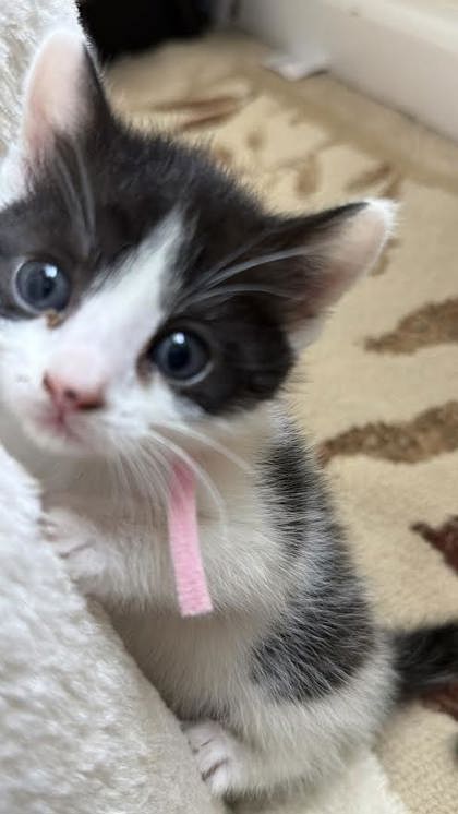 Shelter Stray Female Cat last seen Near Gough St, 21224, MD, 301 Stockholm St, Baltimore, MD 21230, USA