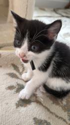 Shelter Stray Female Cat last seen Near Gough St, 21224, MD, 301 Stockholm St, Baltimore, MD 21230, USA