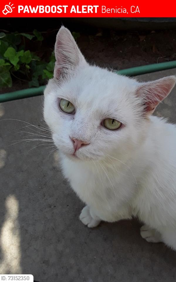 Lost Male Cat last seen Corner of Barton Way and Primrose, Benicia, CA 94510