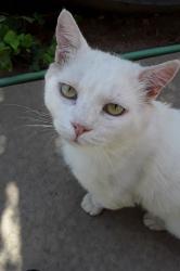 Lost Male Cat last seen Corner of Barton Way and Primrose, Benicia, CA 94510