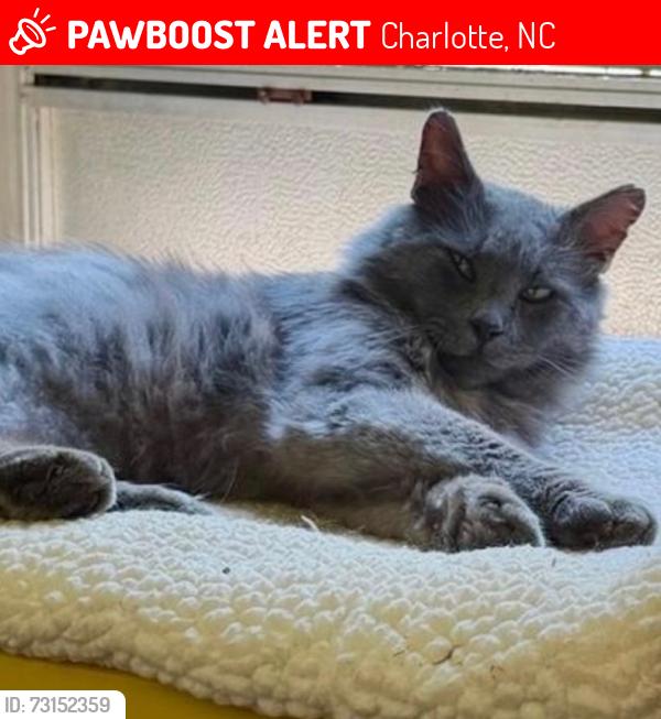 Lost Male Cat last seen Sawleaf Ct, Charlotte, NC 28215