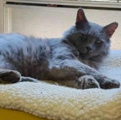 Lost Male Cat last seen Sawleaf Ct, Charlotte, NC 28215
