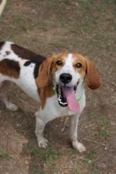 Shelter Stray Male Dog last seen Near Fox Dog Lane, Berkeley County, SC, 2455 Remount Rd, North Charleston, SC 29406, USA