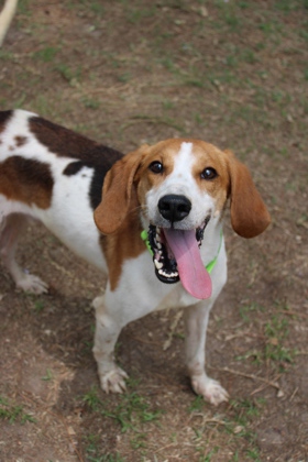 Shelter Stray Male Dog last seen Near Fox Dog Lane, Berkeley County, SC, 2455 Remount Rd, North Charleston, SC 29406, USA