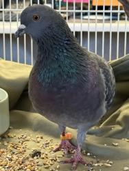 Shelter Stray Unknown Bird last seen Mambo Way & Foxtrot Way, Roseville City, CA, 200 Tahoe Ave, Roseville, CA 95678, USA