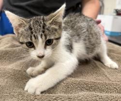 Shelter Stray Female Cat last seen Near N 16th St, Noblesville City, IN, 10501 Hague Rd, Fishers, IN 46038, USA