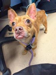 Shelter Stray Male Dog last seen Near Oakcliff Rd, Atlanta, GA 30340, 30340, GA, 3280 Chamblee Dunwoody Rd, Chamblee, GA 30341, USA