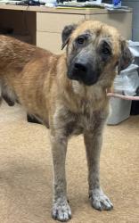 Shelter Stray Male Dog last seen Near Road 18 3/4, Madera County, CA, 205 Tozer St, Madera, CA 93638, USA
