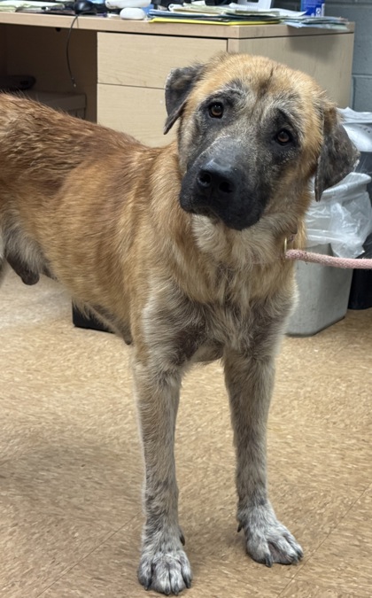 Shelter Stray Male Dog last seen Near Road 18 3/4, Madera County, CA, 205 Tozer St, Madera, CA 93638, USA