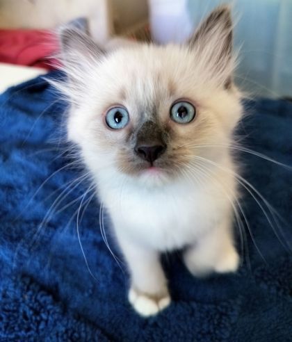 Shelter Stray Male Cat last seen Near Peachtree Ind Blvd Atlanta, GA 30360, 30360, GA, 3280 Chamblee Dunwoody Rd, Chamblee, GA 30341, USA