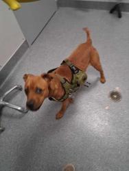 Shelter Stray Male Dog last seen Near flat Branch Rd, Sevier County ACO, TN, 1008 Old Knoxville Hwy, Sevierville, TN 37862, USA