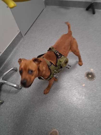 Shelter Stray Male Dog last seen Near flat Branch Rd, Sevier County ACO, TN, 1008 Old Knoxville Hwy, Sevierville, TN 37862, USA