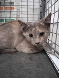 Shelter Stray Female Cat last seen Near Arrow Circle, Sevier County ACO, TN, 1008 Old Knoxville Hwy, Sevierville, TN 37862, USA
