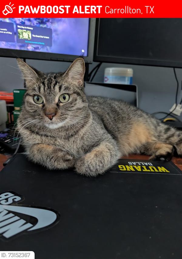 Lost Female Cat last seen Josey Ln, Carrollton, TX 75006