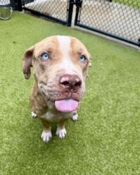 Shelter Stray Male Dog last seen Near HEADLAND DR, East Point,, 1251 Fulton Industrial Blvd NW, Atlanta, GA 30336, USA