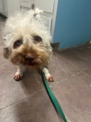 Shelter Stray Male Dog last seen Near BLK HILLSBORO, District 3 - East Cleburne, TX, 2375 Service Dr, Cleburne, TX 76033, USA