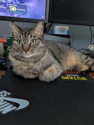 Lost Female Cat last seen Josey Ln, Carrollton, TX 75006