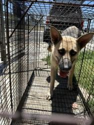 Shelter Stray Female Dog last seen E Gould Ave & S Calvin, Fresno/Malaga Zone Fresno CO 3 93725, CA, 1510 W Dan Ronquillo Dr, Fresno, CA 93706, USA