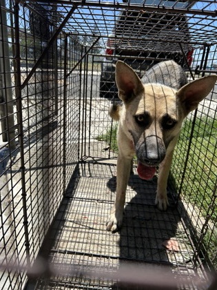 Shelter Stray Female Dog last seen E Gould Ave & S Calvin, Fresno/Malaga Zone Fresno CO 3 93725, CA, 1510 W Dan Ronquillo Dr, Fresno, CA 93706, USA