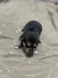 Shelter Stray Female Dog last seen E Gould Ave & S Calvin, Fresno/Malaga Zone Fresno CO 3 93725, CA, 1510 W Dan Ronquillo Dr, Fresno, CA 93706, USA