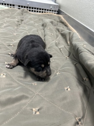 Shelter Stray Female Dog last seen E Gould Ave & S Calvin, Fresno/Malaga Zone Fresno CO 3 93725, CA, 1510 W Dan Ronquillo Dr, Fresno, CA 93706, USA