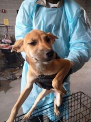 Shelter Stray Female Dog last seen Near Springdale Rd, Hapeville, GA, 1251 Fulton Industrial Blvd NW, Atlanta, GA 30336, USA