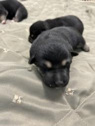 Shelter Stray Male Dog last seen E Gould Ave & S Calvin, Fresno/Malaga Zone Fresno CO 3 93725, CA, 1510 W Dan Ronquillo Dr, Fresno, CA 93706, USA