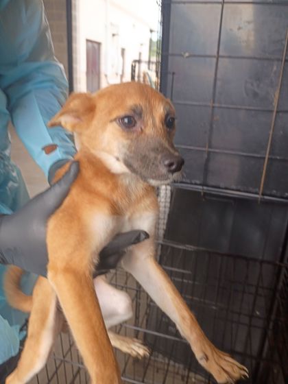 Shelter Stray Female Dog last seen Near Springdale Rd, Hapeville, GA, 1251 Fulton Industrial Blvd NW, Atlanta, GA 30336, USA