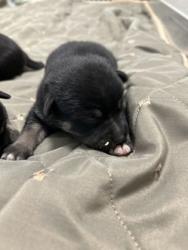 Shelter Stray Male Dog last seen E Gould Ave & S Calvin, Fresno/Malaga Zone Fresno CO 3 93725, CA, 1510 W Dan Ronquillo Dr, Fresno, CA 93706, USA