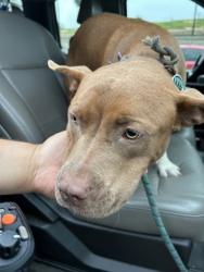 Shelter Stray Female Dog last seen Near Ralph d Abernathy road, Atlanta, GA, 1251 Fulton Industrial Blvd NW, Atlanta, GA 30336, USA