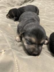 Shelter Stray Male Dog last seen E Gould Ave & S Calvin, Fresno/Malaga Zone Fresno CO 3 93725, CA, 1510 W Dan Ronquillo Dr, Fresno, CA 93706, USA