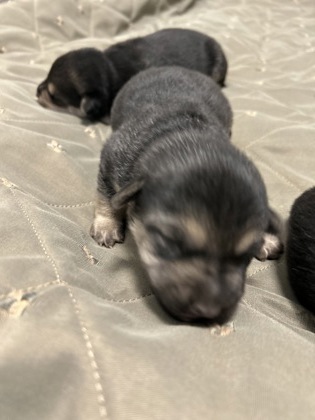 Shelter Stray Male Dog last seen E Gould Ave & S Calvin, Fresno/Malaga Zone Fresno CO 3 93725, CA, 1510 W Dan Ronquillo Dr, Fresno, CA 93706, USA