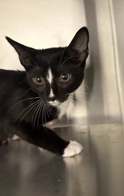 Shelter Stray Female Cat last seen Near Jonesboro Rd, Atlanta, GA, 1251 Fulton Industrial Blvd NW, Atlanta, GA 30336, USA