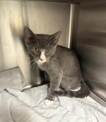 Shelter Stray Unknown Cat last seen Near Jonesboro Rd, Atlanta, GA, 1251 Fulton Industrial Blvd NW, Atlanta, GA 30336, USA
