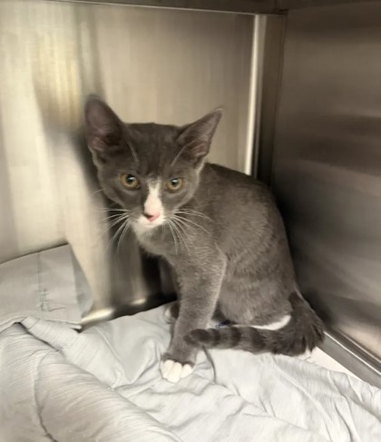 Shelter Stray Unknown Cat last seen Near Jonesboro Rd, Atlanta, GA, 1251 Fulton Industrial Blvd NW, Atlanta, GA 30336, USA