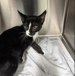 Shelter Stray Unknown Cat last seen Near Jonesboro Rd, Atlanta, GA, 1251 Fulton Industrial Blvd NW, Atlanta, GA 30336, USA