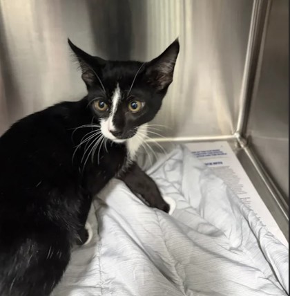 Shelter Stray Male Cat last seen Near Jonesboro Rd, Atlanta, GA, 1251 Fulton Industrial Blvd NW, Atlanta, GA 30336, USA