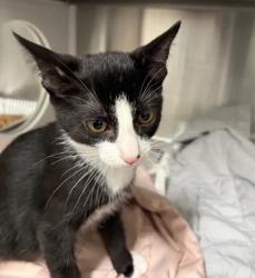 Shelter Stray Unknown Cat last seen Near Jonesboro Rd, Atlanta, GA, 1251 Fulton Industrial Blvd NW, Atlanta, GA 30336, USA