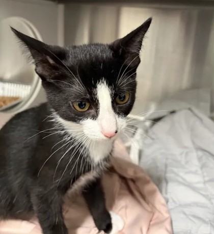 Shelter Stray Unknown Cat last seen Near Jonesboro Rd, Atlanta, GA, 1251 Fulton Industrial Blvd NW, Atlanta, GA 30336, USA