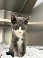 Shelter Stray Unknown Cat last seen Near Jonesboro Rd, Atlanta, GA, 1251 Fulton Industrial Blvd NW, Atlanta, GA 30336, USA