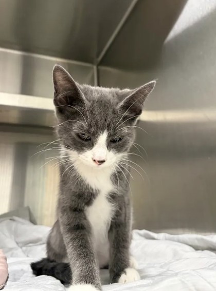 Shelter Stray Female Cat last seen Near Jonesboro Rd, Atlanta, GA, 1251 Fulton Industrial Blvd NW, Atlanta, GA 30336, USA