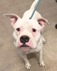 Shelter Stray Male Dog last seen Near Willowhurst, 5th District, OH, 9203 Detroit Ave, Cleveland, OH 44102, USA