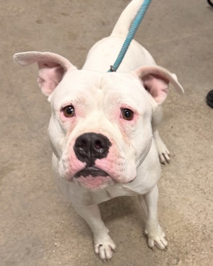 Shelter Stray Male Dog last seen Near Willowhurst, 5th District, OH, 9203 Detroit Ave, Cleveland, OH 44102, USA