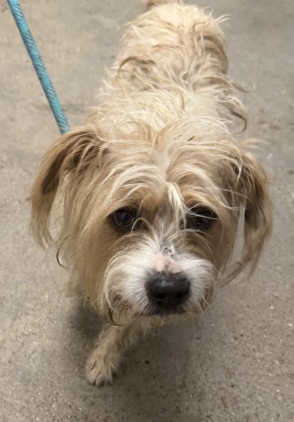 Shelter Stray Female Dog last seen W 67 & Lake, 2nd District, OH, 9203 Detroit Ave, Cleveland, OH 44102, USA