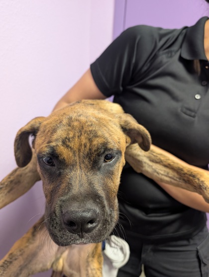 Shelter Stray Male Dog last seen Near Lainy Rd, Socorro, TX, 5001 Fred Wilson Ave, El Paso, TX 79906, USA