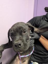 Shelter Stray Male Dog last seen Near Lainy Rd, Socorro, TX, 5001 Fred Wilson Ave, El Paso, TX 79906, USA