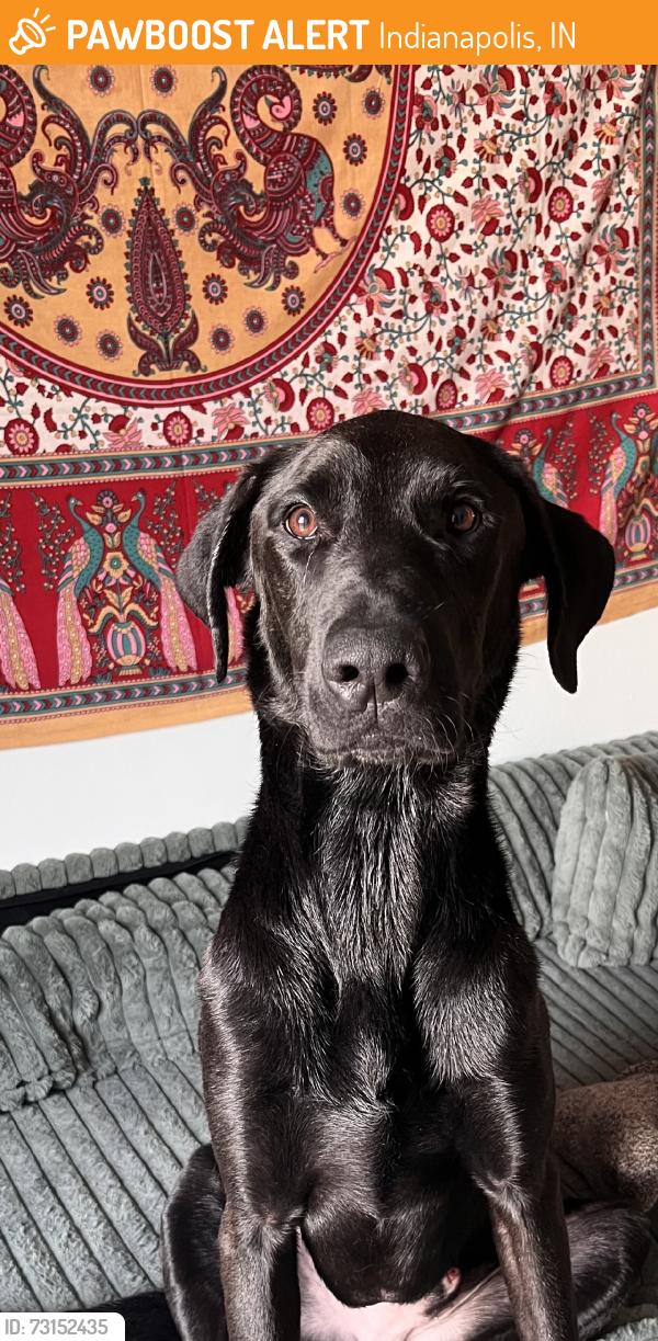 Found/Stray Male Dog last seen Southport at buck creek apmts, Indianapolis, IN 46227